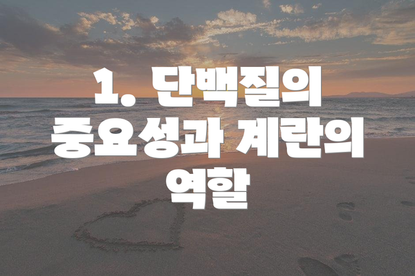 1. 단백질의 중요성과 계란의 역할